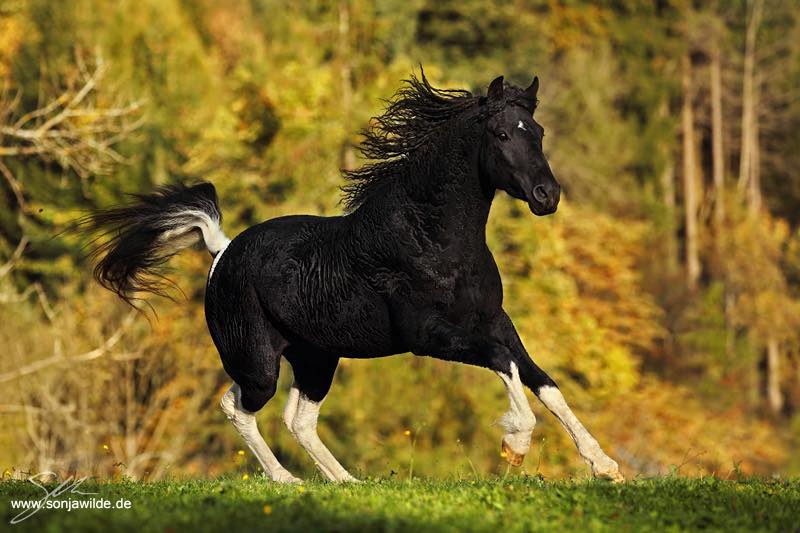 Bashkir Curly Stallion, Durango